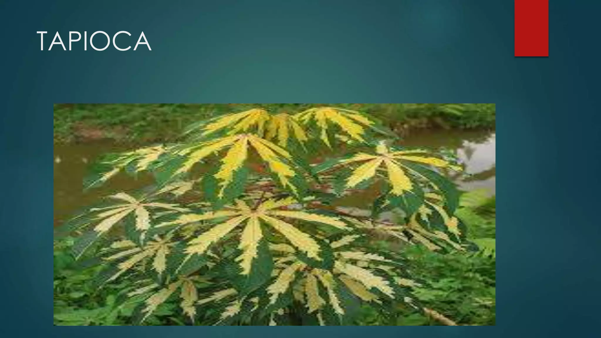 TAPIOCA