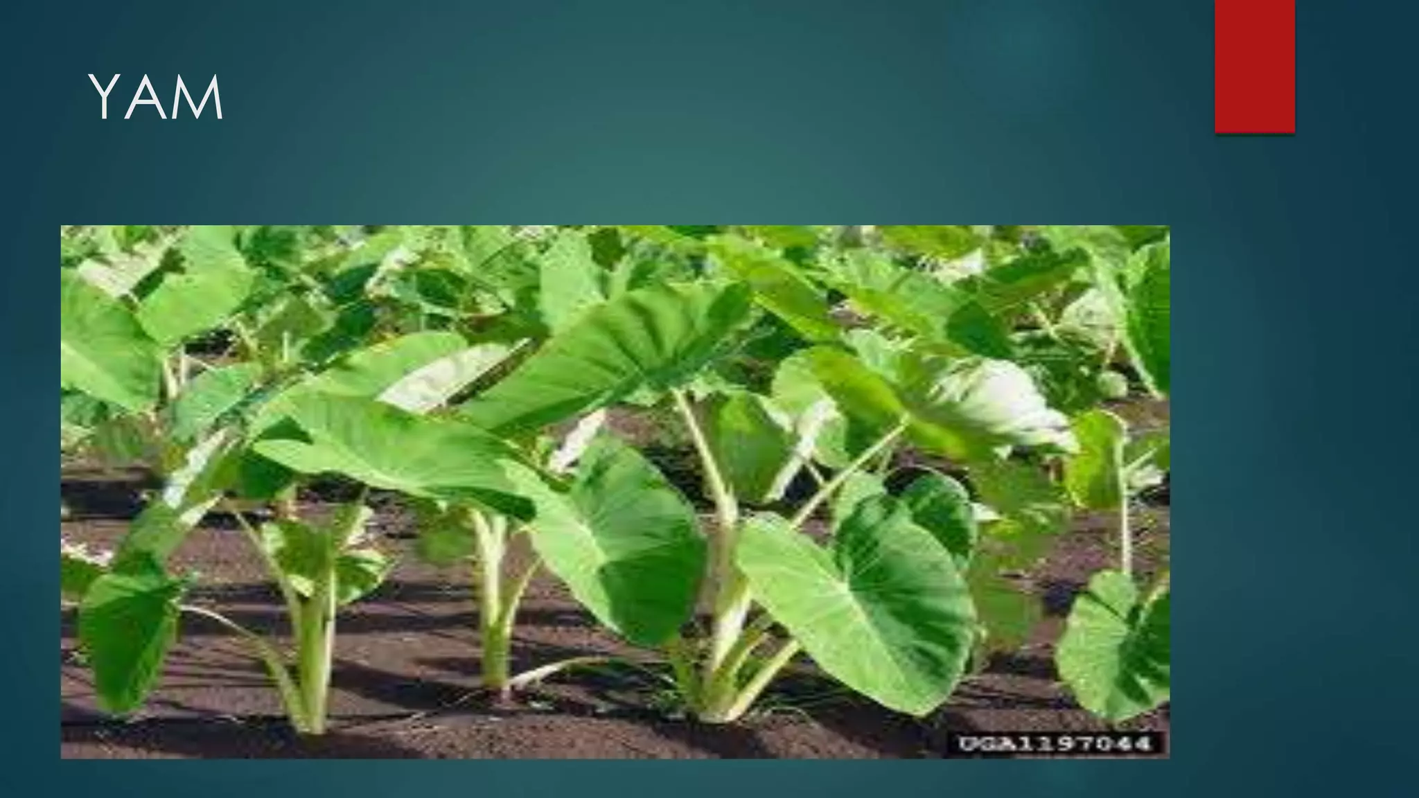 YAM