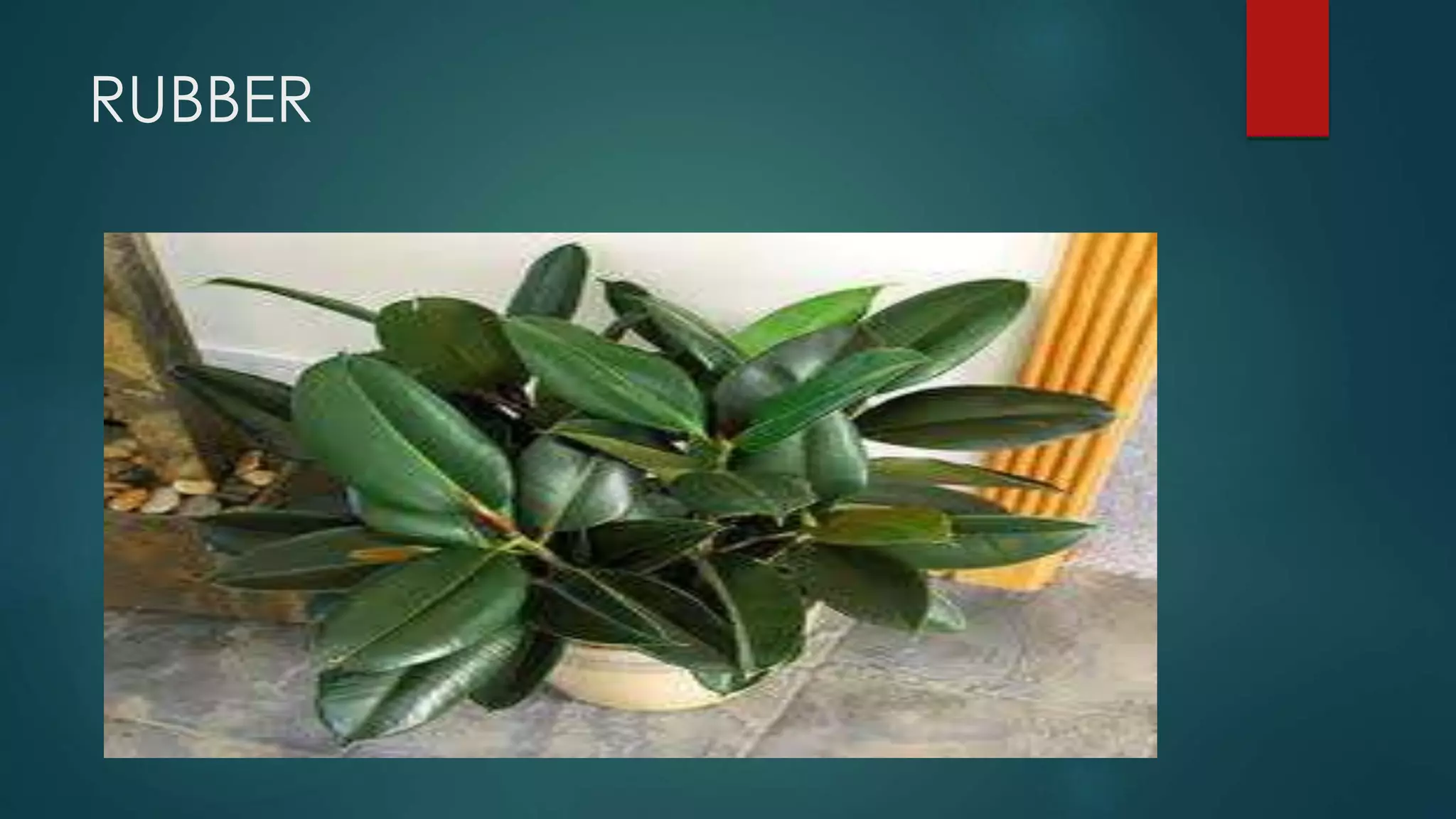 RUBBER