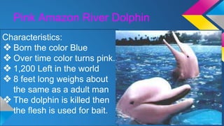 Pink Amazon River Dolphin
Characteristics:
❖ Born the color Blue
❖ Over time color turns pink.
❖ 1,200 Left in the world
❖ 8 feet long weighs about
the same as a adult man
❖ The dolphin is killed then
the flesh is used for bait.
 