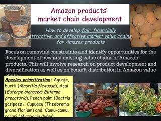 The Amazon Eco-Regional Research Program