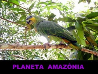 PLANETA  AMAZÔNIA 