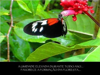 A UMIDADE ELEVADA DURANTE TODO ANO... FAVORECE A FORMAÇÃO DA FLORESTA... 