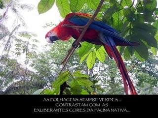 AS FOLHAGENS SEMPRE VERDES... CONTRASTAM COM  AS  EXUBERANTES CORES DA FAUNA NATIVA... 