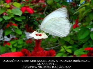 AMAZÔNIA PODE SER ASSOCIADA A PALAVRA INDÍGENA – AMASSUNU – SIGNIFICA “RUÍDOS DAS ÁGUAS” 