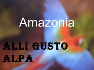 Amazonia ALLI GUSTO aLPA 