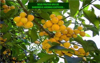 SEUS FRUTOS SÃO DE
SABORES E AROMAS EXÓTICOS...
 