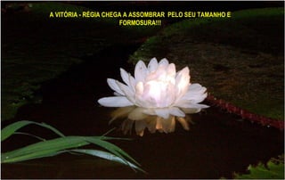 A VITÓRIA - RÉGIA CHEGA A ASSOMBRAR PELO SEU TAMANHO E
FORMOSURA!!!
 