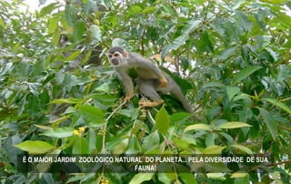 É O MAIOR JARDIM ZOOLÓGICO NATURAL DO PLANETA... PELA DIVERSIDADE DE SUA
FAUNA!
 
