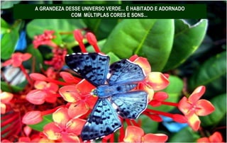 A GRANDEZA DESSE UNIVERSO VERDE... É HABITADO E ADORNADO
COM MÚLTIPLAS CORES E SONS...
 