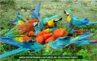 AINDA ENCONTRAMOS A NATUREZA EM SEU ESTADO PURO!!!
 