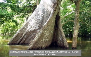 AS CHUVAS ABUNDANTES PROVOCAM INUNDAÇÕES NA FLORESTA – IGAPÓS –
FERTILIZANDO A TERRA!
 