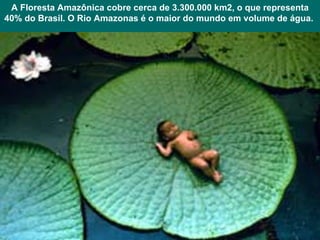 A Floresta Amazônica cobre cerca de 3.300.000 km2, o que representa 40% do Brasil. O Rio Amazonas é o maior do mundo em volume de água.  
