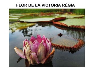 FLOR DE LA VICTORIA RÉGIA 
