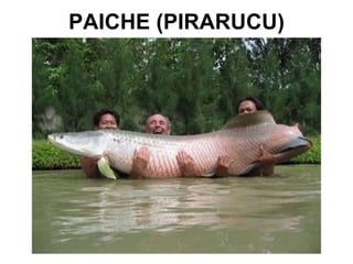 PAICHE (PIRARUCU) 