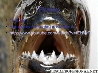 Pirañak
• 15-25cm
• Haragijaleak eta oso arriskutsuak
• http://www.youtube.com/watch?v=fENWf0qxE
 