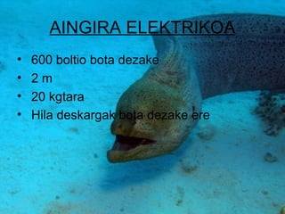 AINGIRA ELEKTRIKOA
•   600 boltio bota dezake
•   2m
•   20 kgtara
•   Hila deskargak bota dezake ere
 
