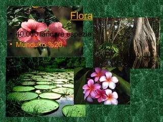 Flora
• 40.000 landare espezie
• Munduko %20
 