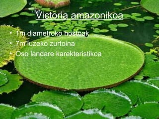 Victoria amazonikoa
• 1m diametroko hostoak
• 7m luzeko zurtoina
• Oso landare karekteristikoa
 
