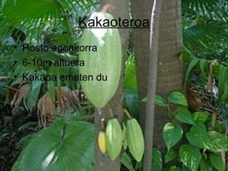 Kakaoteroa
• Hosto egonkorra
• 6-10m altuera
• Kakaoa ematen du
 