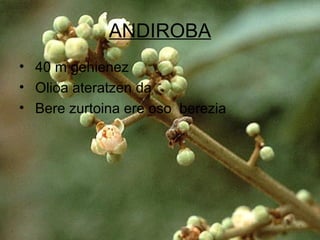 ANDIROBA
• 40 m gehienez
• Olioa ateratzen da
• Bere zurtoina ere oso berezia
 