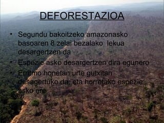 DEFORESTAZIOA
• Segundu bakoitzeko amazonasko
  basoaren 8 zelai bezalako lekua
  desargertzen da
• Espezie asko desargertzen dira egunero
• Erritmo honetan urte gutxitan
  desagertuko da, eta horretako espezie
  asko ere
 
