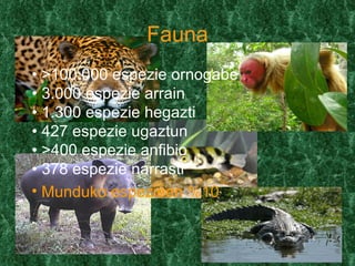 Fauna
• >100.000 espezie ornogabe
• 3.000 espezie arrain
• 1.300 espezie hegazti
• 427 espezie ugaztun
• >400 espezie anfibio
• 378 espezie narrasti
• Munduko espezieen %10
 