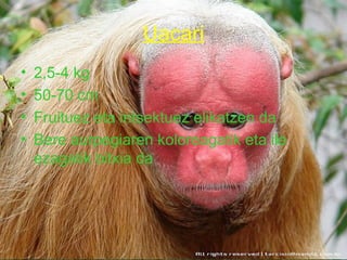 Uacari
•   2,5-4 kg
•   50-70 cm
•   Fruituez eta intsektuez elikatzen da
•   Bere aurpegiaren koloreagatik eta ile
    ezagatik bitxia da
 
