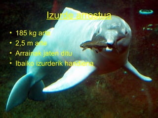 Izurde arrostua
•   185 kg arte
•   2,5 m arte
•   Arrainak jaten ditu
•   Ibaiko izurderik handiena
 