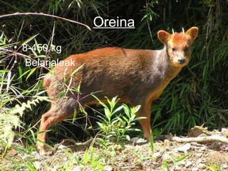 Oreina
• 8-450 kg
• Belarjaleak
 