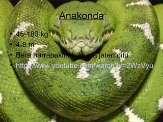 Anakonda
•   45-180 kg
•   4-8 m
•   Bere harrapakinak ito eta jaten ditu
•   http://www.youtube.com/watch?v=2WzVyunZ9
 