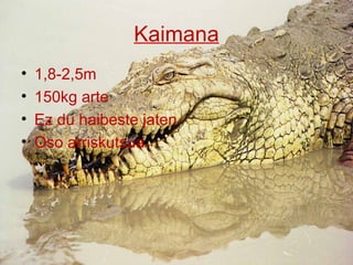 Kaimana
•   1,8-2,5m
•   150kg arte
•   Ez du haibeste jaten
•   Oso arriskutsua
 