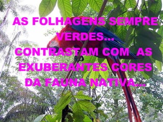 AS FOLHAGENS SEMPRE VERDES... CONTRASTAM COM  AS  EXUBERANTES CORES DA FAUNA NATIVA... 