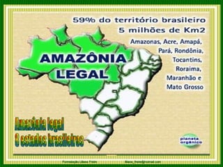 Amazônia legal  8 estados brasileiros  