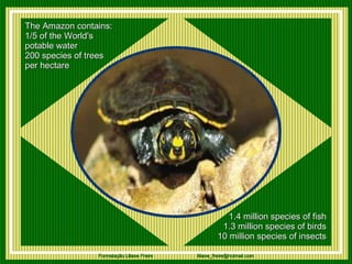 The Amazon contains: 1/5 of the World's  potable water 200 species of trees  per hectare   1.4 million species of fish 1.3 million species of birds 10 million species of insects 