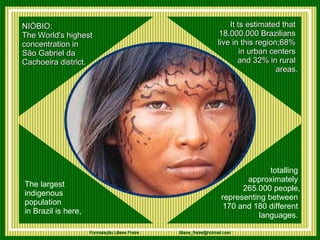 NIÓBIO:   The World's highest  concentration in  São Gabriel da  Cachoeira district. It ts estimated that  18.000.000 Brazilians  live in this region;68%  in urban centers  and 32% in rural  areas. The largest  indigenous  population  in Brazil is here, totalling  approximately  265.000 people, representing between  170 and 180 different  languages.  