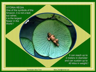 VITÓRIA RÉGIA   One of the symbols of the  Amazon, it is not a leaf, but rather, it is the largest  flower in the  World !    It can reach up to  2 meters in diameter  and can sustain up to  40 kilos in weight.!   