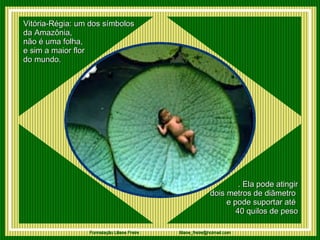 Vitória-Régia: um dos símbolos  da Amazônia,  não é uma folha,  e sim a maior flor  do mundo. . Ela pode atingir dois metros de diãmetro  e pode suportar até  40 quilos de peso 