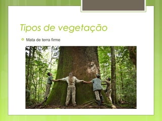 Tipos de vegetação
 Mata de terra firme
 