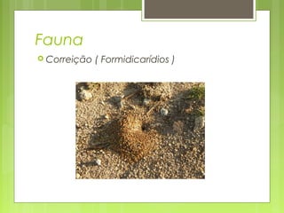 Fauna
 Correição ( Formidicarídios )
 