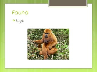 Fauna
 Bugio
 