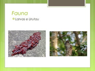 Fauna
 Larvas e Urutau
 