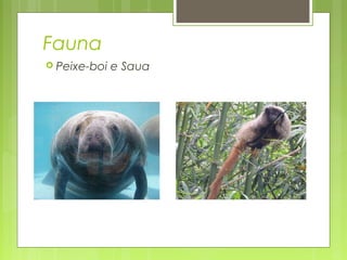 Fauna
 Peixe-boi e Saua
 