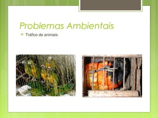 Problemas Ambientais
 Tráfico de animais
 