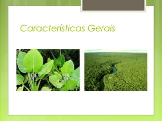 Características Gerais
 
