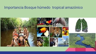 Importancia Bosque húmedo tropical amazónico
 
