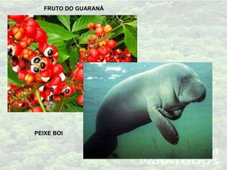 FRUTO DO GUARANÁ
PEIXE BOI
 