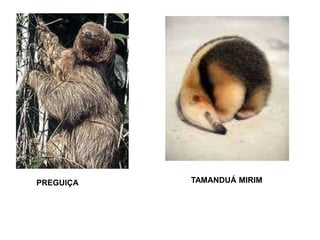 PREGUIÇA TAMANDUÁ MIRIM
 