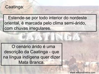 Caatinga:
Estende-se por todo interior do nordeste
oriental, é marcada pelo clima semi-árido,
com chuvas irregulares.
O cenário árido é uma
descrição da Caatinga - que
na língua indígena quer dizer
Mata Branca.
www.wiltonoliveira.com
 