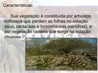 Características:
Sua vegetação é constituída por arbustos
tortuosos que perdem as folhas na estação
seca, cactáceas e bromeliáceas (xerófitas), e
por vegetação rasteira que surge na estação
chuvosa.
 